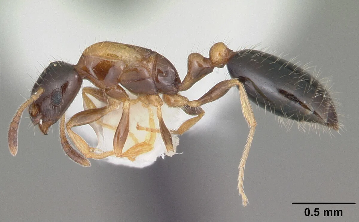 Firavun Karıncası (Monomorium pharaonis)